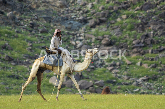  الجمال في المراعي الخضراء في المملكة العربية السعودية ، محميات طبيعيه, تربية الإبل ، أضاحي عيد الأضحى المبارك, حيوانات أليفه 