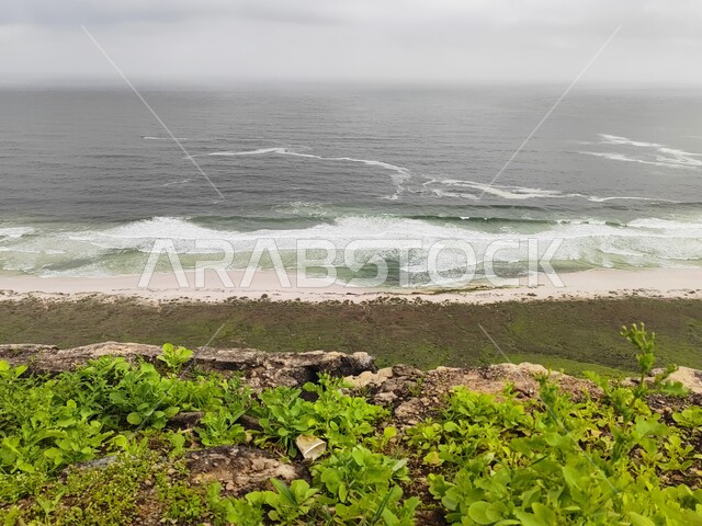 النباتات الخضراء على شاطئ البحر، أمواج البحر، شاطئ البحر، الطبيعة البحرية، مناظر طبيعية خلابة، خلفية الطبيعة