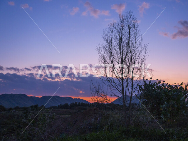 Close-up of a tree without leaves, tree branches, green trees and plants, mountains and highlands, nature background