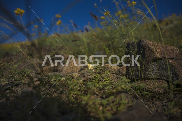 فراشة تقف فوق اغصان الاشجار، حشرة الفراشة، الاشجار والنباتات الخضراء، مناظر طبيعية خلابة، خلفية الطبيعة