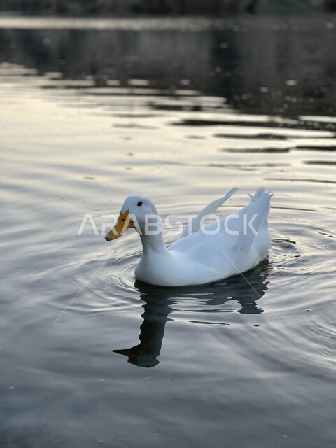 white duck floating in the water, white duck, breeding birds, nature reserve, wildlife, waterfowl, nature reserve for breeding ducks