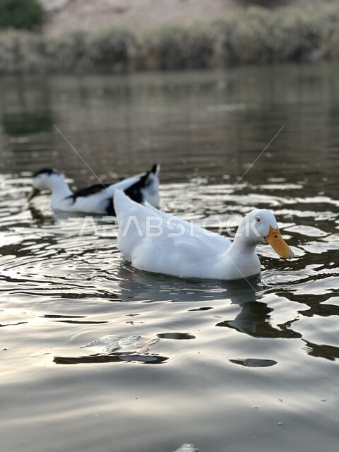 white duck floating in the water, white duck, breeding birds, nature reserve, wildlife, waterfowl, nature reserve for breeding ducks