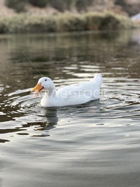white duck floating in the water, white duck, breeding birds, nature reserve, wildlife, waterfowl, nature reserve for breeding ducks