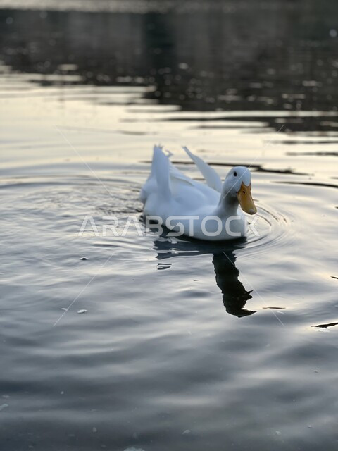 طائر البط الأبيض يعوم في المياه، بط ابيض، تربية الطيور، محمية طبيعية، الحياة البرية، طيور مائية، محمية طبيعية لتربية البط