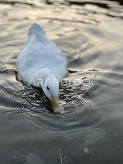 white duck floating and drinking from water, white duck, breeding birds, nature reserve, wildlife, waterfowl, nature reserve for breeding ducks