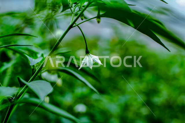                                صورة مقربة لزهرة بيضاء متدليه , زهور الربيع , الزهور والنباتات، خلفية الطبيعه, زهور عطريه, زراعة الزهور