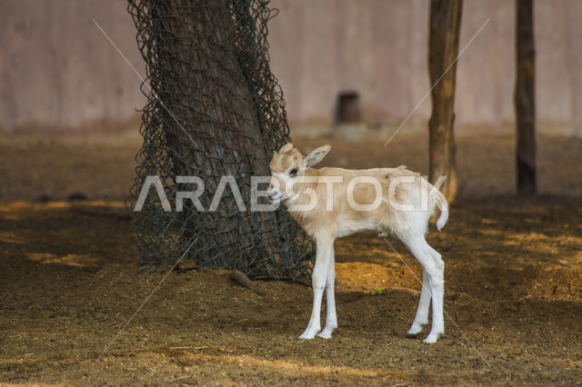 حيوان الظبي الأبيض في احد المحميات الطبيعية في المملكة العربية السعودية ، حيوانات برية ، محمية طبيعية