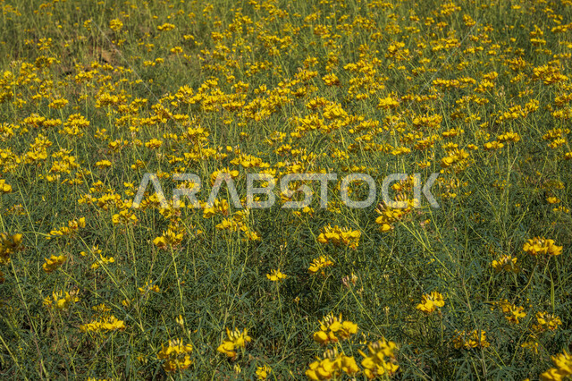 أزهار صفراء ، موسم الربيع ، خلفية الطبيعة ، الأشجار والنباتات الخضراء الطبيعية