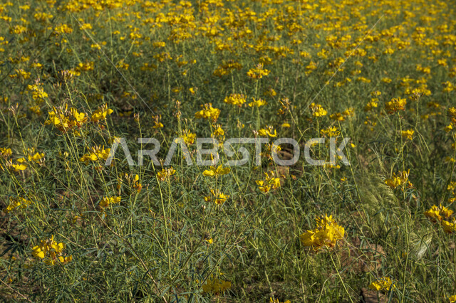 أزهار صفراء ، موسم الربيع ، خلفية الطبيعة ، الأشجار والنباتات الخضراء الطبيعية