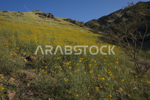 أزهار صفراء ، موسم الربيع ، خلفية الطبيعة ، الأشجار والنباتات الخضراء الطبيعية