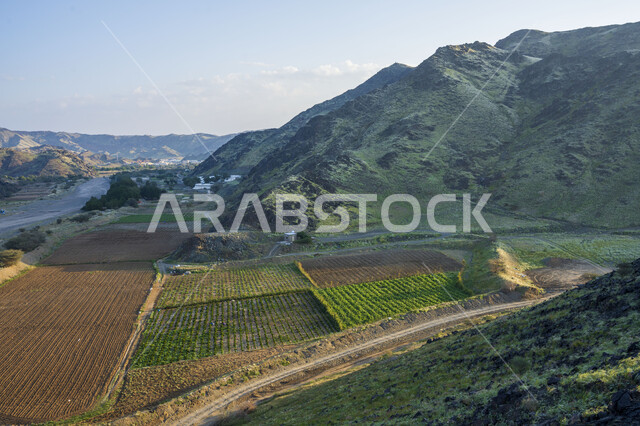 الحقول والأراضي الزراعية ، النباتات الخضراء ، الأشجار والمحاصيل الزراعية ، خلفية الطبيعة ، أودية