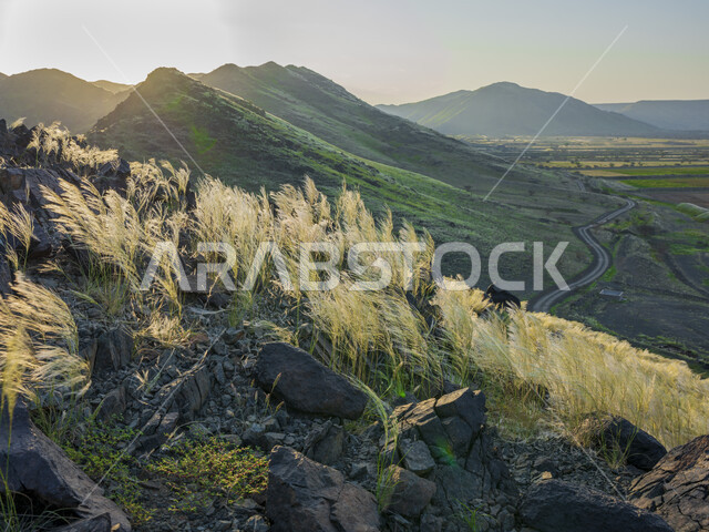 الحقول والأراضي الزراعية ، النباتات الخضراء ، الأشجار والمحاصيل الزراعية ، خلفية الطبيعة ، أودية