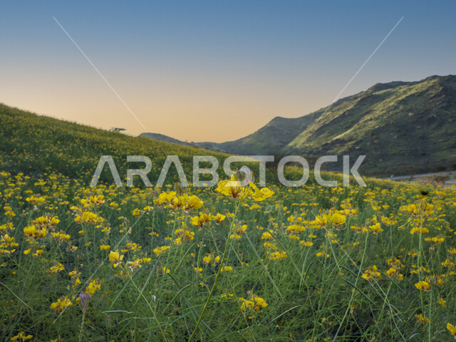 Green fields and farmland, green natural plants and trees, nature background, green fields farm