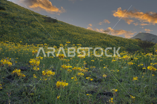 Green fields and farmland, green natural plants and trees, nature background, green fields farm