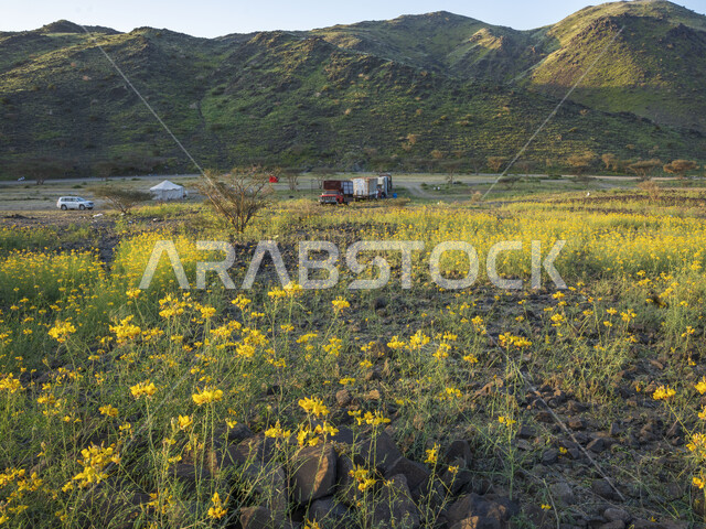 الحقول والأراضي الزراعية الخضراء ، النباتات والأشجار الطبيعية الخضراء ، خلفية الطبيعة ، مزرعة حقول خضراء