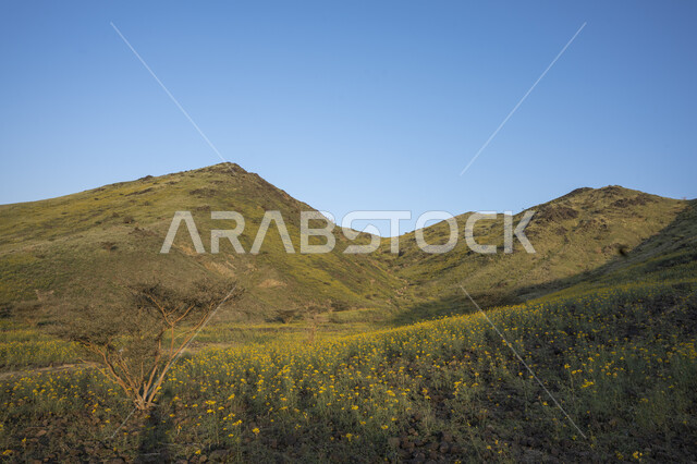 الحقول والأراضي الزراعية الخضراء ، النباتات والأشجار الطبيعية الخضراء ، خلفية الطبيعة ، مزرعة حقول خضراء