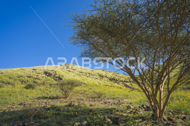 الحقول والأراضي الزراعية الخضراء ، النباتات والأشجار الطبيعية الخضراء ، خلفية الطبيعة ، مزرعة حقول خضراء