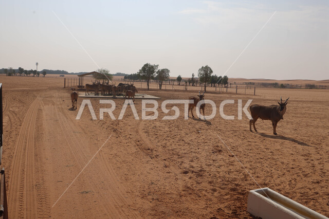 حيوان المها العربي في احد المحميات الطبيعية في المملكة العربية السعودية ، محمية طبيعية ، حيوانات برية