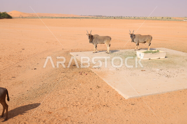 حيوان المها العربي في احد المحميات الطبيعية في المملكة العربية السعودية ، محمية طبيعية ، حيوانات برية