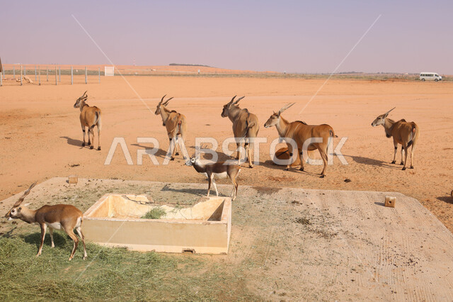 حيوان المها العربي في احد المحميات الطبيعية في المملكة العربية السعودية ، محمية طبيعية ، حيوانات برية