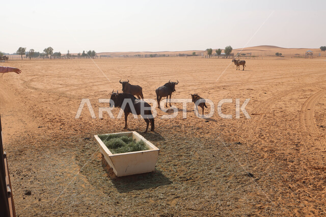 حيوان النو الأزرق في احد المحميات الطبيعية في المملكة العربية السعودية ، حيوانات برية ، محمية طبيعية