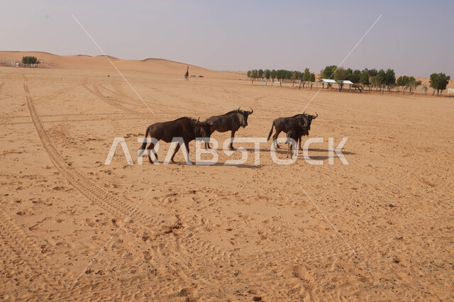 حيوان النو الأزرق في احد المحميات الطبيعية في المملكة العربية السعودية ، حيوانات برية ، محمية طبيعية