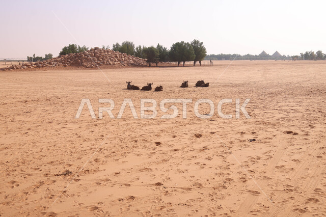 حيوان النو الأزرق في احد المحميات الطبيعية في المملكة العربية السعودية ، حيوانات برية ، محمية طبيعية