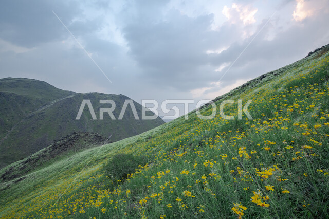 الاشجار والنباتات الخضراء، الحقول والاراضي الزراعية، مزارع خضراء، الجبال والمرتفعات، ورود صفراء، الطبيعة الخضراء، خلفية الطبيعة