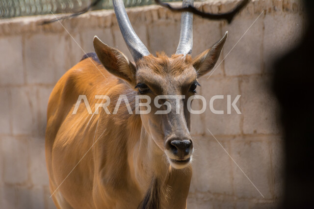 حيوان الظبي في احد المحميات الطبيعية في المملكة العربية السعودية ، حيوانات برية ، محمية طبيعية