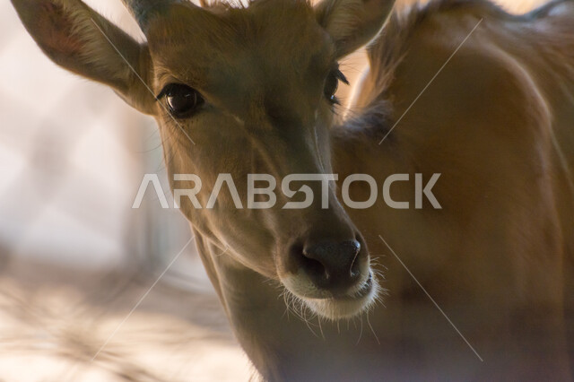 حيوان الظبي في احد المحميات الطبيعية في المملكة العربية السعودية ، حيوانات برية ، محمية طبيعية