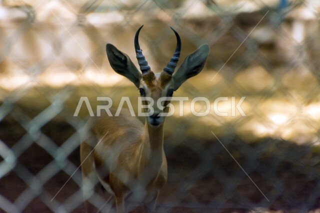 حيوان الظبي  في احد المحميات الطبيعية في المملكة العربية السعودية ، حيوانات برية ، محمية طبيعية