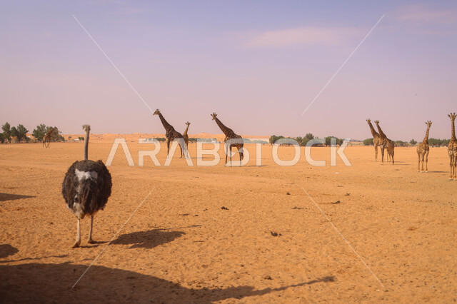 مجموعة من الحيوانات البرية في احد المحميات الطبيعية في المملكة العربية السعودية ، محمية طبيعية ، حيوانات برية ، حديقة الحيوانات