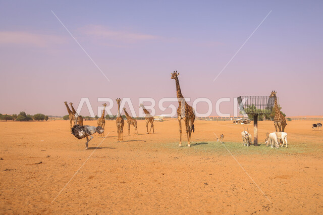 مجموعة من الحيوانات البرية في احد المحميات الطبيعية في المملكة العربية السعودية ، محمية طبيعية ، حيوانات برية ، حديقة الحيوانات