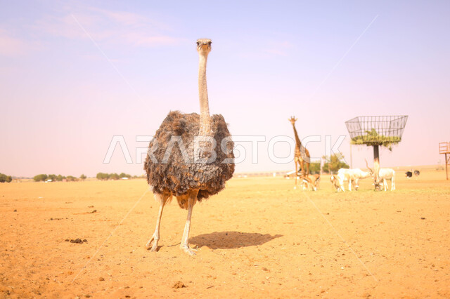 مجموعة من الحيوانات البرية في احد المحميات الطبيعية في المملكة العربية السعودية ، محمية طبيعية ، حيوانات برية ، حديقة الحيوانات