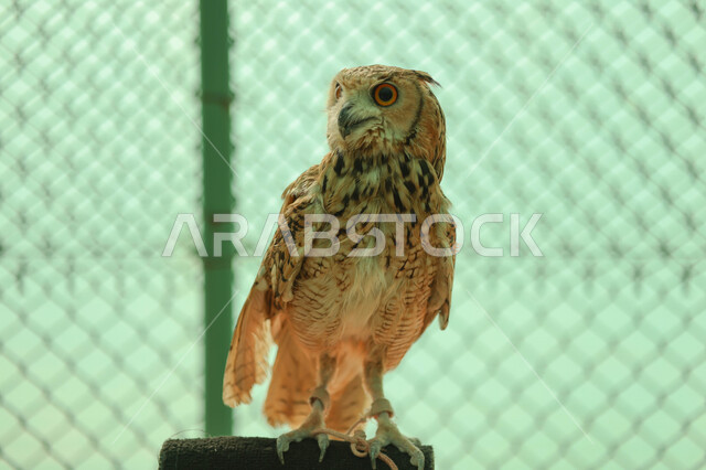 طائر البومة ، حدة البصر ، الطيور الجارحة ، رحلات الصيد ، تربية وتدريب الطيور الجارحة في المملكة العربية السعودية ، محمة طبيعية