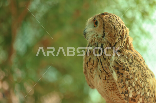 طائر البومة ، حدة البصر ، الطيور الجارحة ، رحلات الصيد ، تربية وتدريب الطيور الجارحة في المملكة العربية السعودية ، محمة طبيعية