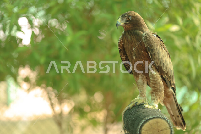 طائر الصقر ، حدة البصر ، الطيور الجارحة ، رحلات الصيد ، تربية وتدريب الطيور الجارحة في المملكة العربية السعودية