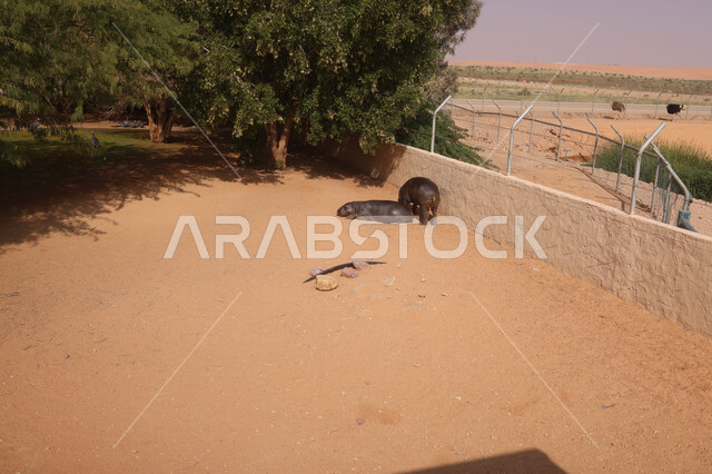 فرس النهر في حديقة الحيوانات في المملكة العربية السعودية ، محمية طبيعية