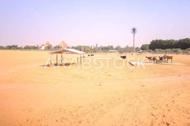 مجموعة من الحيوانات البرية في احد المحميات الطبيعية في المملكة العربية السعودية ، محمية طبيعية ، حيوانات برية ، حديقة الحيوانات