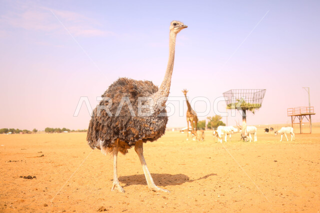 مجموعة من الحيوانات البرية في احد المحميات الطبيعية في المملكة العربية السعودية ، محمية طبيعية ، حيوانات برية ، حديقة الحيوانات