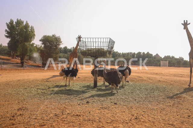 مجموعة من الحيوانات البرية في احد المحميات الطبيعية في المملكة العربية السعودية ، محمية طبيعية ، حيوانات برية ، حديقة الحيوانات