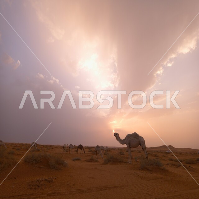 حيوان الجمل  في المناطق الصحراوية بالمملكة العربية السعودية، الجمال والإبل، الطبيعة الصحراوية في السعودية