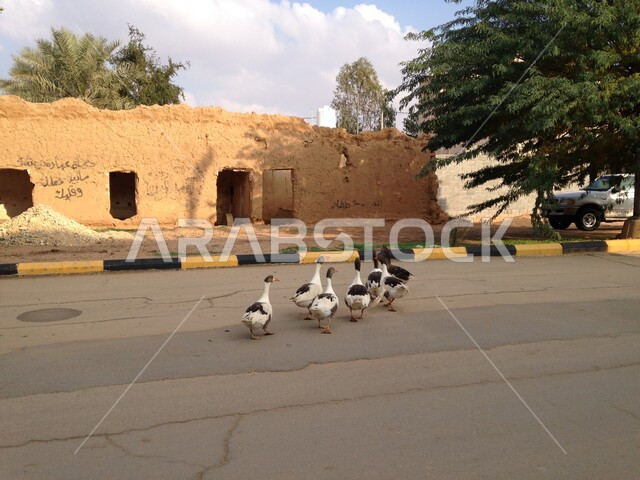 مجموعة من البط يقطع الطريق، الاشجار والنباتات الخضراء، بيوت تاريخية قديمة، مناطق اثرية