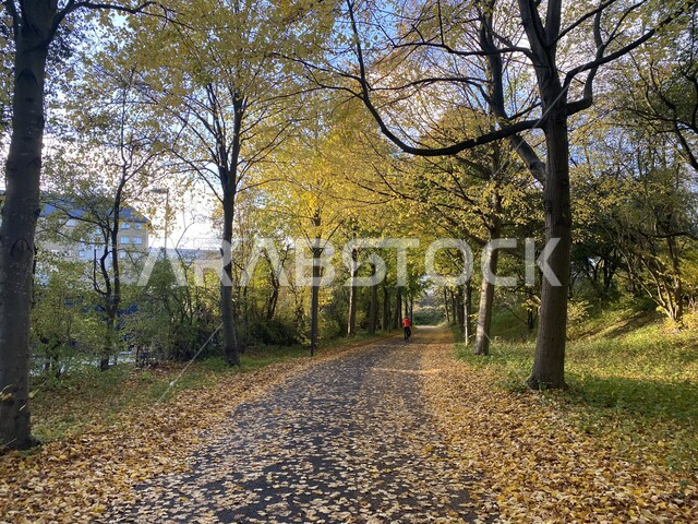 طريق وسط الغابات الخضراء, تساقط الأوراق في فصل الخريف, حدائق عامة , خلفية الطبيعة , الأشجار والنباتات الخضراء 