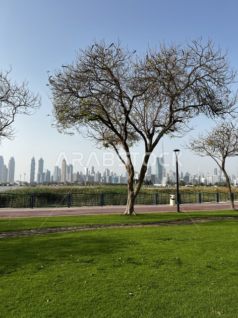 شجرة في فصل الخريف في إحدى حدائق دبي، خلفية ضبابية لمباني وناطحات السحاب في دبي ، رحلات ونزهات في الحداق.