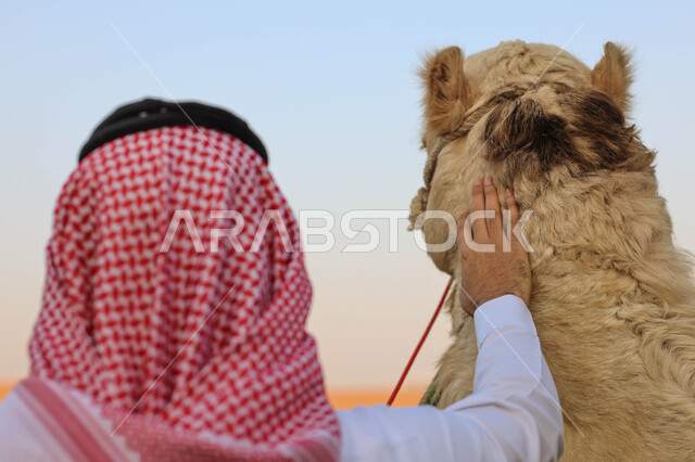 زاوية من الخلف لرجل عربي خليجي سعودي بجانب الجمل العربي ، أنشطة ترفيهية ، فعالية سفاري موسم الرياض
