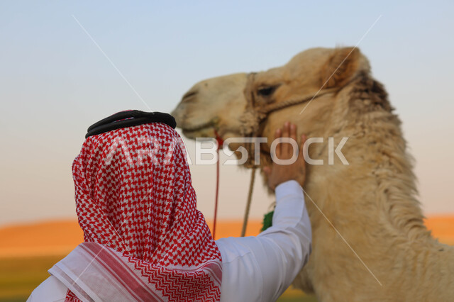 زاوية من الخلف لرجل عربي خليجي سعودي بجانب الجمل العربي ، أنشطة ترفيهية ، فعالية سفاري موسم الرياض