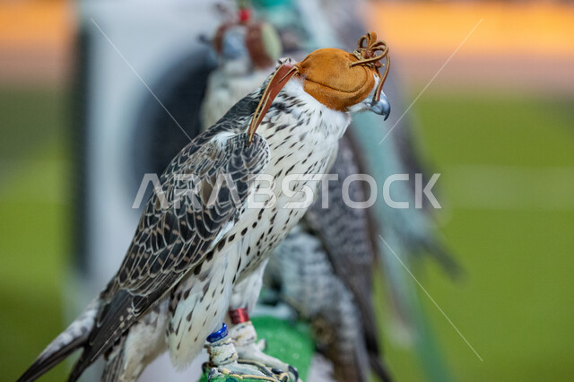 صوره مقربه لطائر الصقر ، حدة البصر ، الطيور الجارحة ، رحلات الصيد ، تربية وتدريب الطيور الجارحة في المملكة العربية السعودية