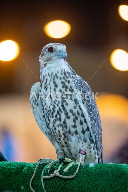 صوره مقربه لطائر الصقر ، حدة البصر ، الطيور الجارحة ، رحلات الصيد ، تربية وتدريب الطيور الجارحة في المملكة العربية السعودية