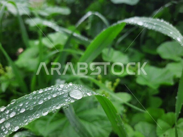 لقطة قريبة لقطرات الندى المتناثرة على ورقة خضراء طويلة، فصل الشتاء في الغابات، هطول الأمطار، رذاذ المطر.